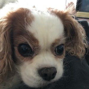 Meet your Posher, Pat